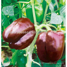 SP03 Chocolate mid-maturity hybrid bell pepper seeds, sweet pepper seeds in vegetable seeds